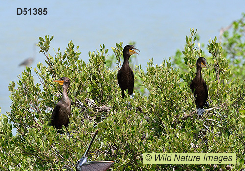 Double-crested Cormorant (Phalacrocorax auritus)